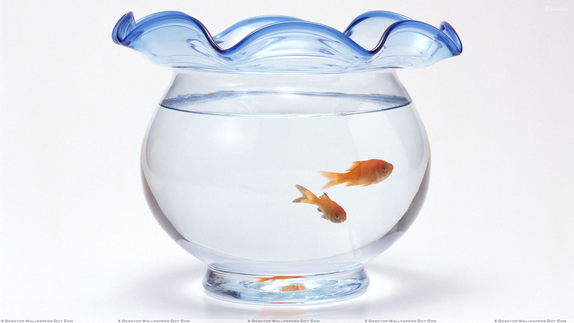 Little Fishes In Aquarium Jar